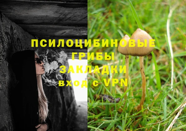 прущие грибы Красноперекопск